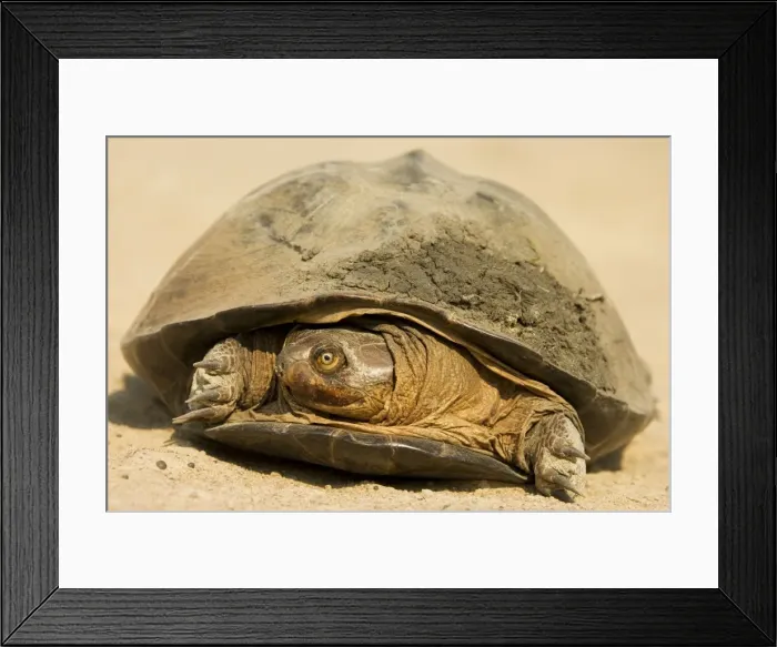 Framed Print : Picture No. 10761153 Framed Print : Picture No. 10761153