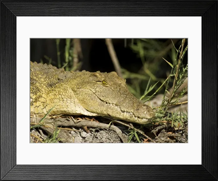 Framed Print : Picture No. 10761156 Framed Print : Picture No. 10761156