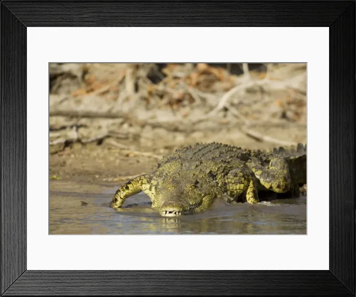 Framed Print : Picture No. 10761159