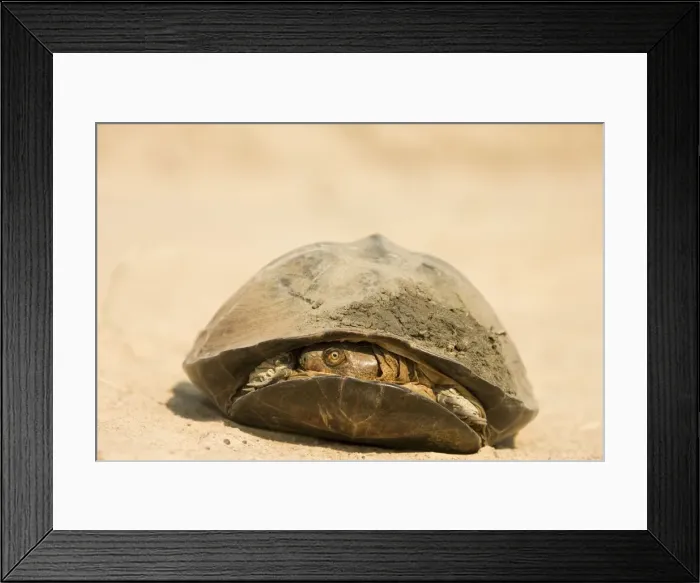 Framed Print : Picture No. 10761155 Framed Print : Picture No. 10761155