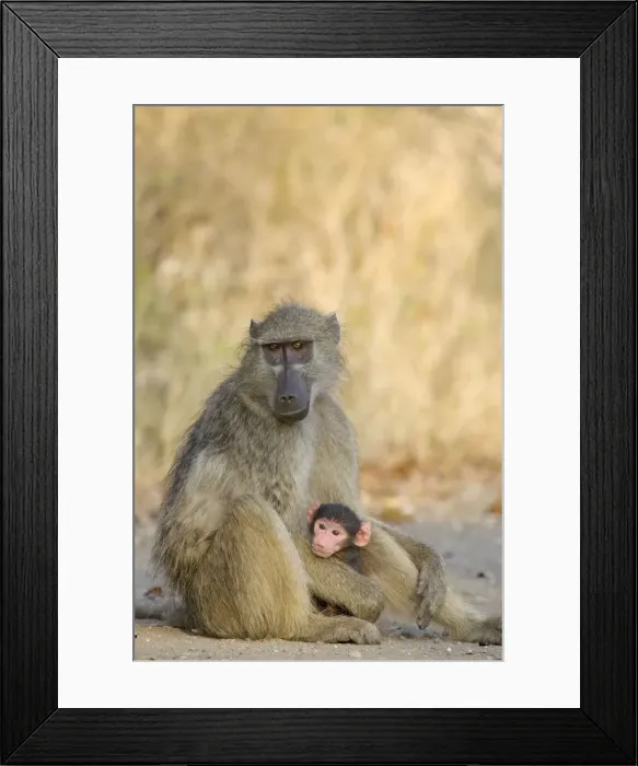 Framed Print : Picture No. 10761163 Framed Print : Picture No. 10761163