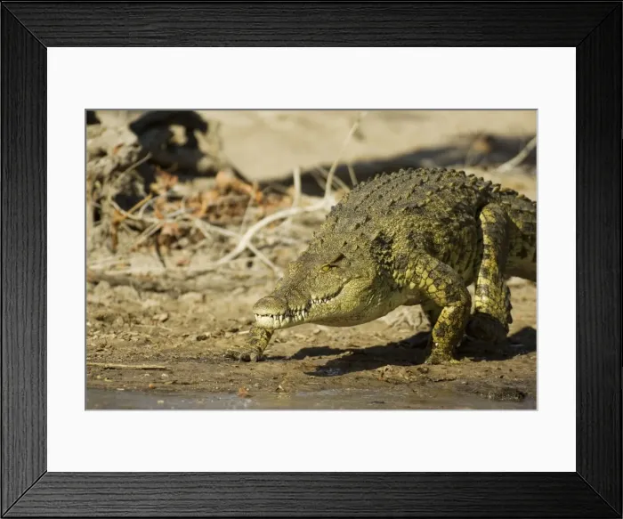 Framed Print : Picture No. 10761160 Framed Print : Picture No. 10761160