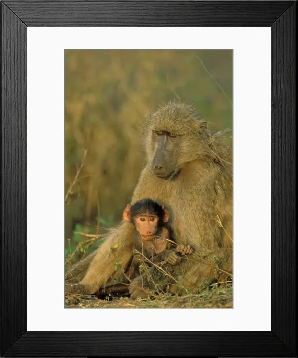 Framed Print : Picture No. 10761162 Framed Print : Picture No. 10761162