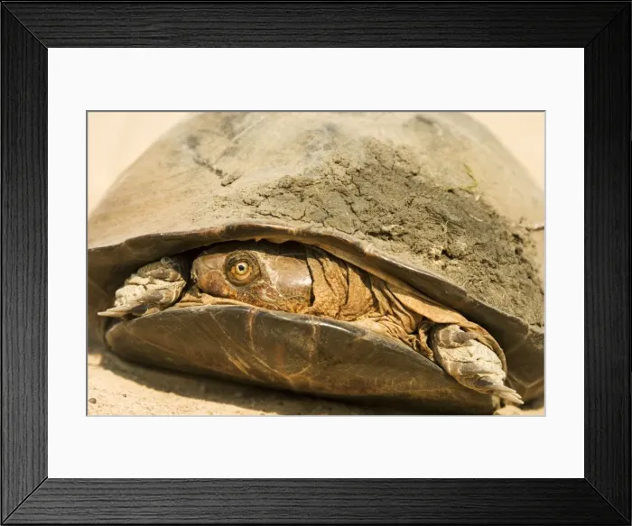 Framed Print : Picture No. 10761158 Framed Print : Picture No. 10761158