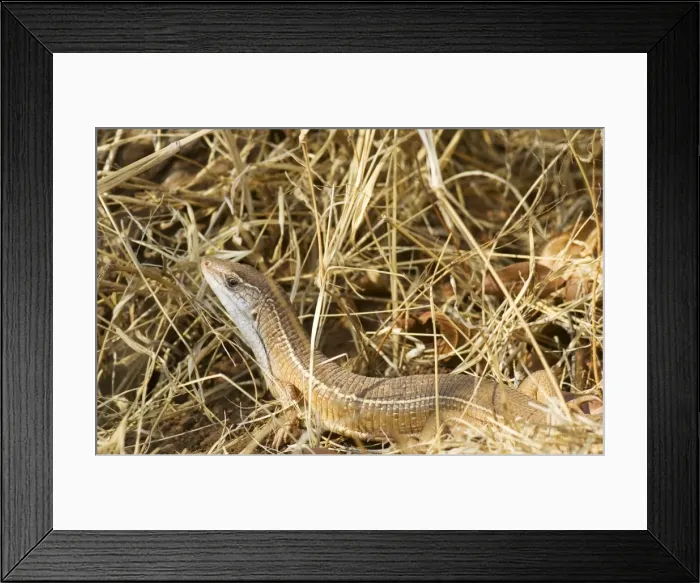 Framed Print : Picture No. 10761161 Framed Print : Picture No. 10761161
