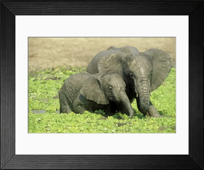 Framed Print : Picture No. 10761166