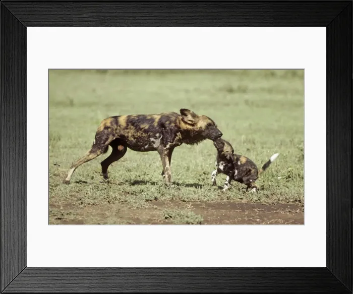 Framed Print : Picture No. 10761170