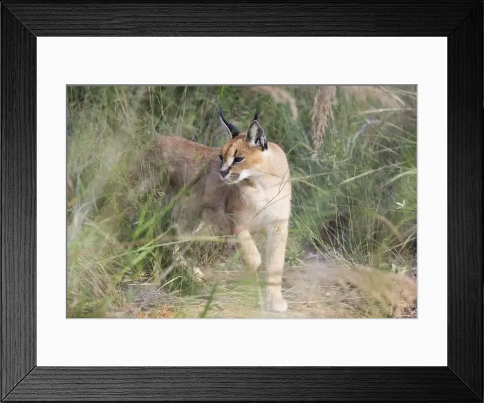Framed Print : Picture No. 10761177 Framed Print : Picture No. 10761177