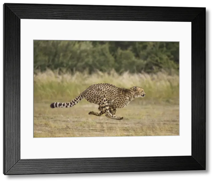 Framed Print : Picture No. 10761179