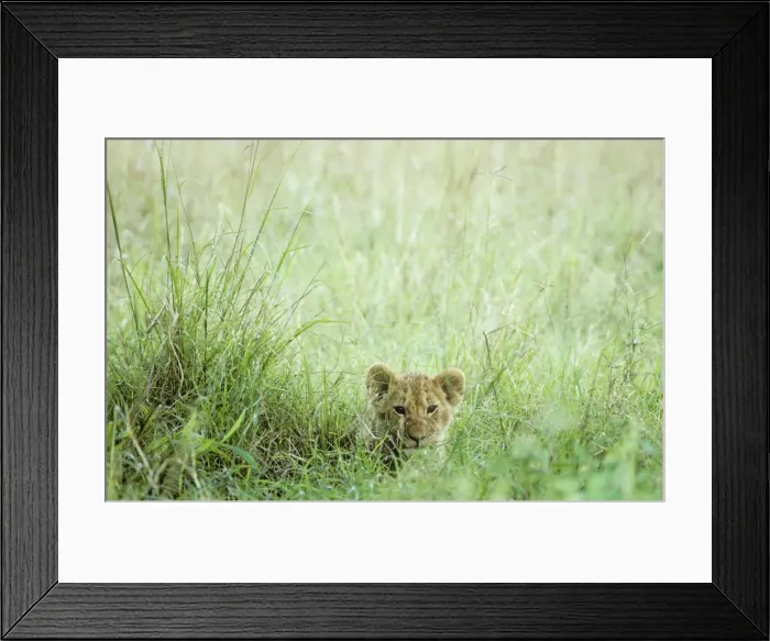 Framed Print : Picture No. 10761169 Framed Print : Picture No. 10761169
