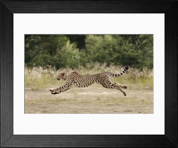Framed Print : Picture No. 10761183 Framed Print : Picture No. 10761183