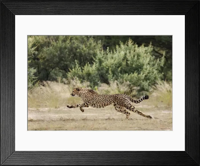 Framed Print : Picture No. 10761184 Framed Print : Picture No. 10761184