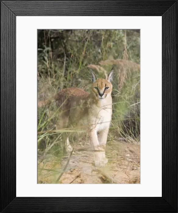 Framed Print : Picture No. 10761178 Framed Print : Picture No. 10761178