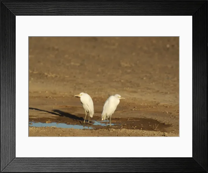 Framed Print : Picture No. 10761188 Framed Print : Picture No. 10761188