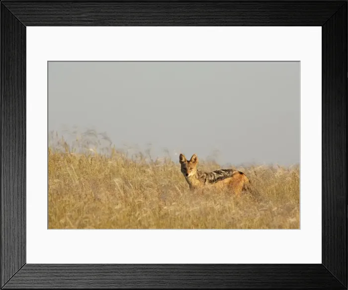 Framed Print : Picture No. 10761190 Framed Print : Picture No. 10761190