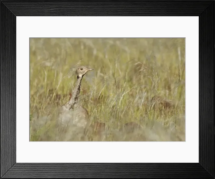 Framed Print : Picture No. 10761191 Framed Print : Picture No. 10761191
