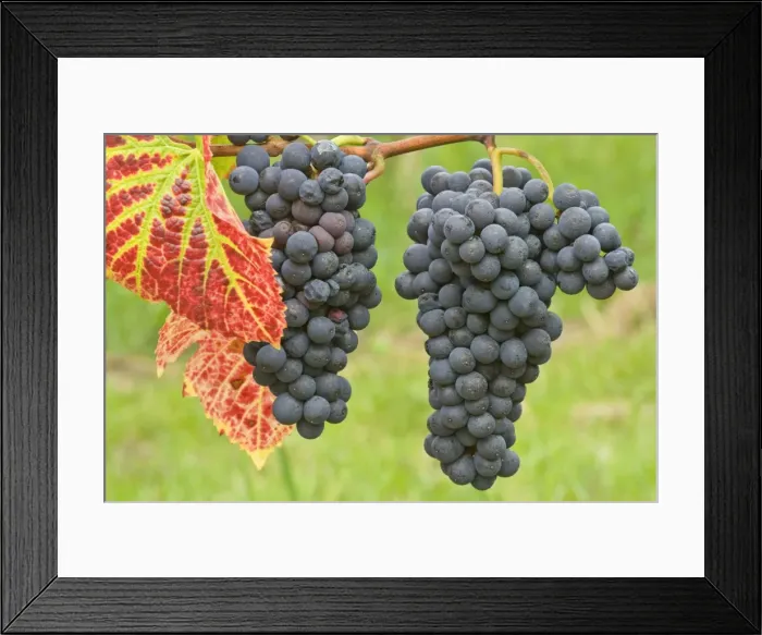 Framed Print : Picture No. 10758107 Framed Print : Picture No. 10758107