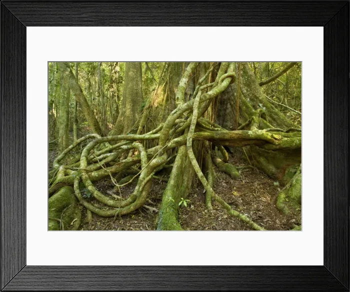 Framed Print : Picture No. 10758638 Framed Print : Picture No. 10758638