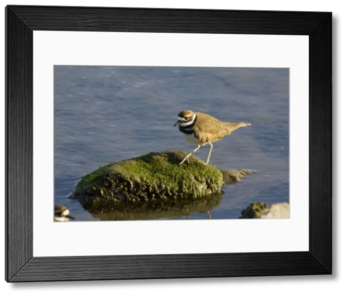 Framed Print : Picture No. 10756736 Framed Print : Picture No. 10756736