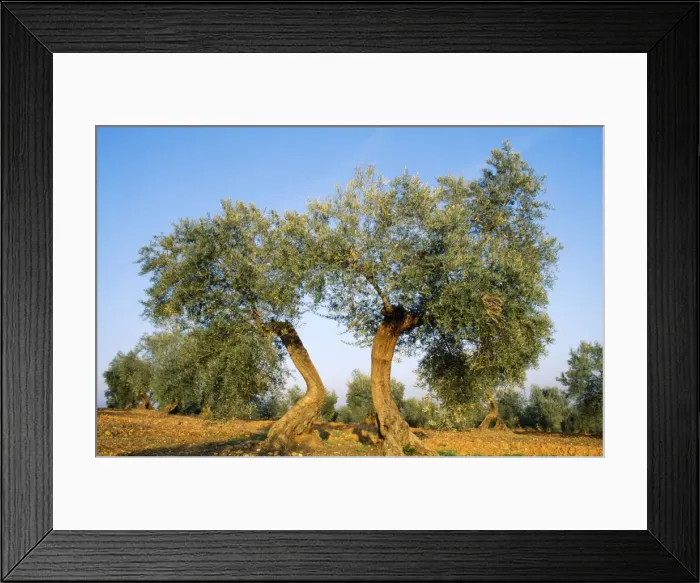 Framed Print : Picture No. 10760544 Framed Print : Picture No. 10760544