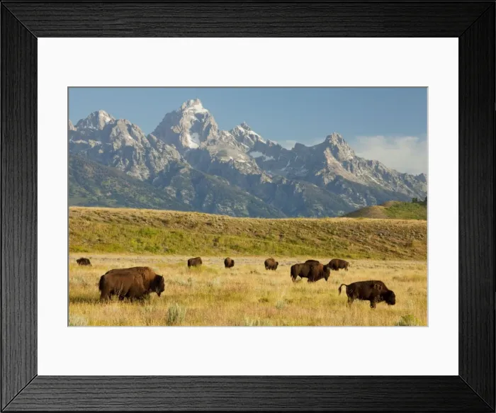 Framed Print : Picture No. 10756369 Framed Print : Picture No. 10756369