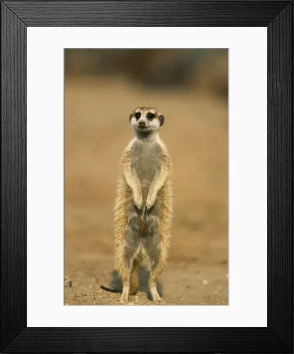 Framed Print : Picture No. 10760552 Framed Print : Picture No. 10760552
