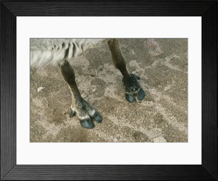 Framed Print : Picture No. 10756970 Framed Print : Picture No. 10756970