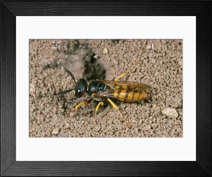 Framed Print : Picture No. 10757148 Framed Print : Picture No. 10757148