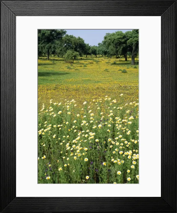 Framed Print : Picture No. 10760546