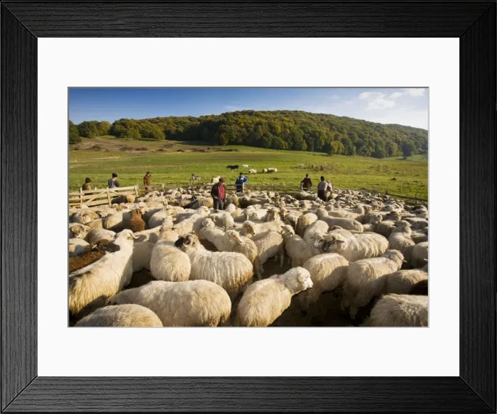 Framed Print : Picture No. 10756701 Framed Print : Picture No. 10756701