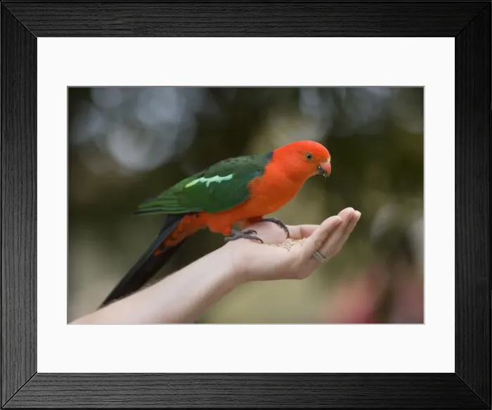Framed Print : Picture No. 10758396 Framed Print : Picture No. 10758396