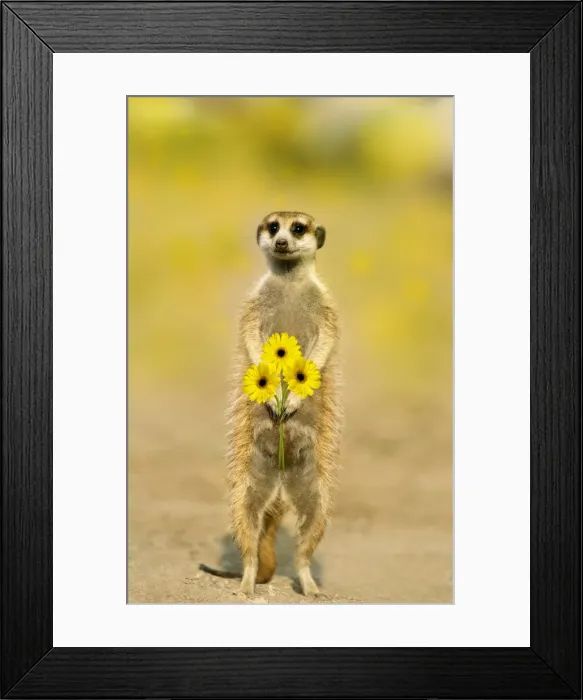 Framed Print : Picture No. 10760554 Framed Print : Picture No. 10760554