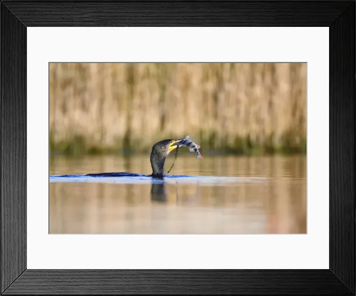 Framed Print : Picture No. 10757691 Framed Print : Picture No. 10757691