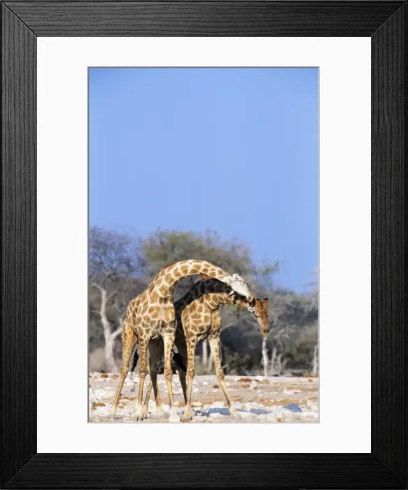 Framed Print : Picture No. 10760570 Framed Print : Picture No. 10760570