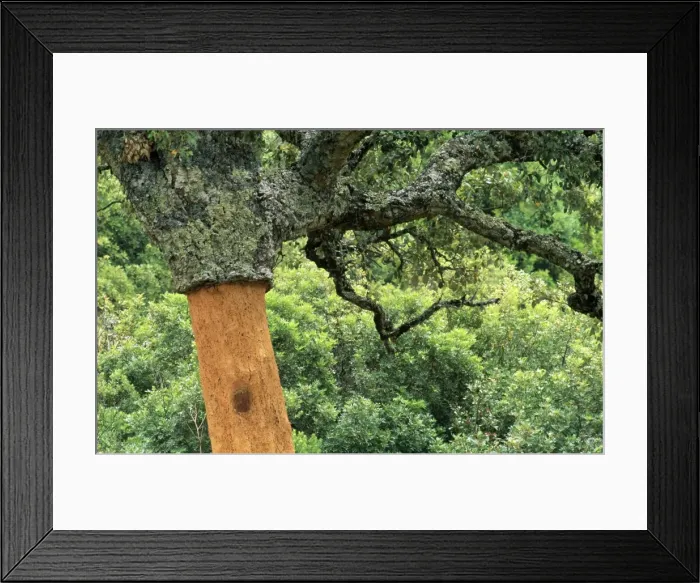 Framed Print : Picture No. 10760549 Framed Print : Picture No. 10760549
