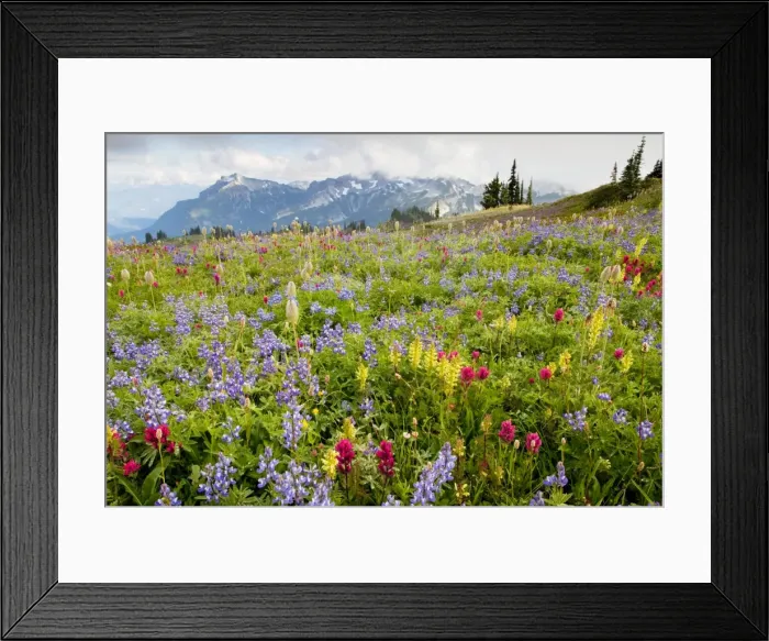 Framed Print : Picture No. 10756365