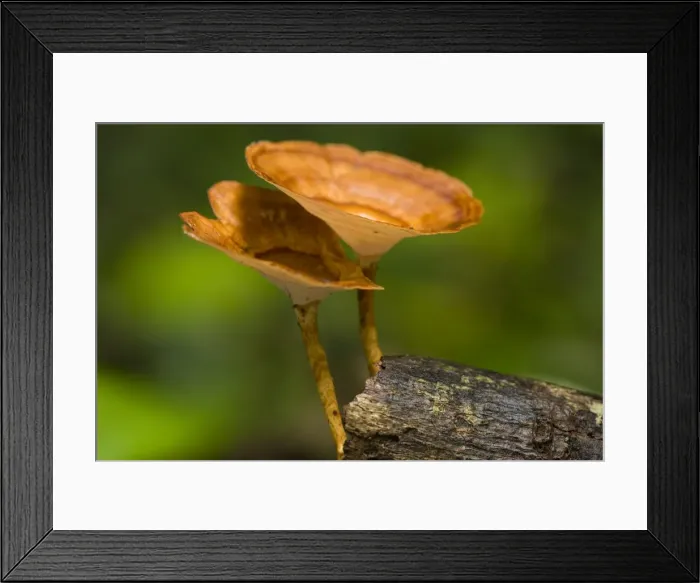 Framed Print : Picture No. 10758348 Framed Print : Picture No. 10758348