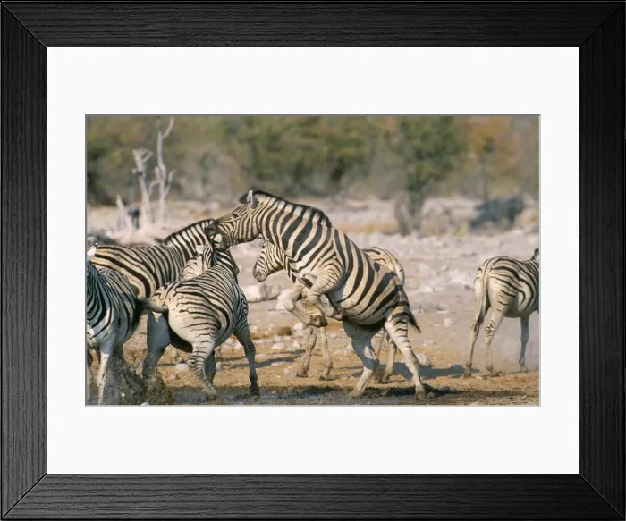 Framed Print : Picture No. 10760564 Framed Print : Picture No. 10760564