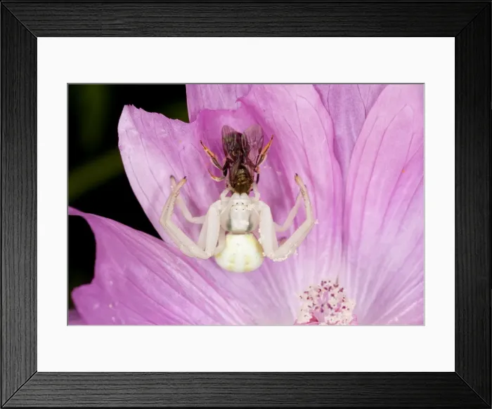 Framed Print : Picture No. 10756657