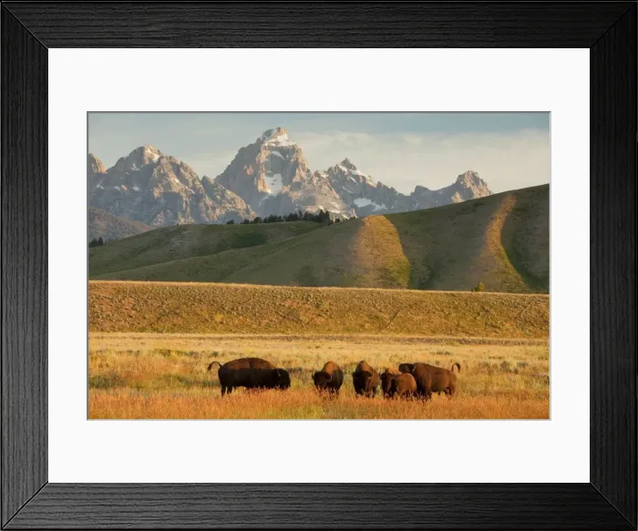 Framed Print : Picture No. 10756368 Framed Print : Picture No. 10756368