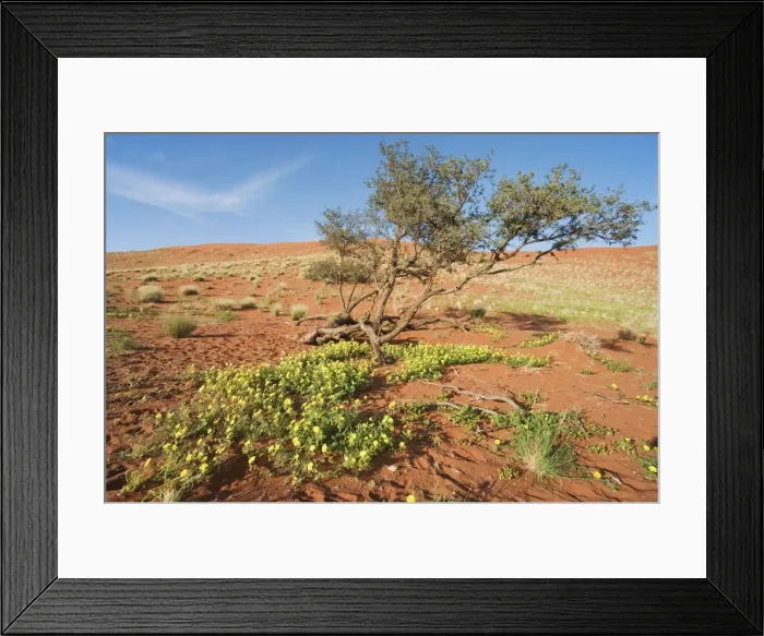 Framed Print : Picture No. 10761278