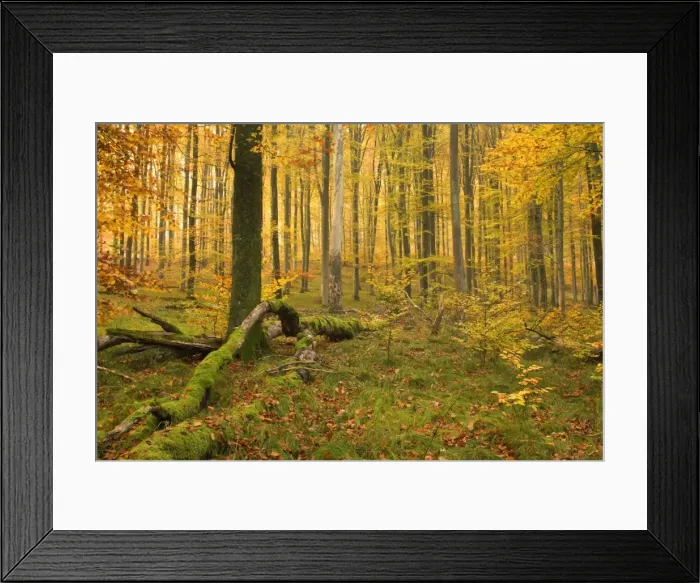 Framed Print : Picture No. 10758090 Framed Print : Picture No. 10758090