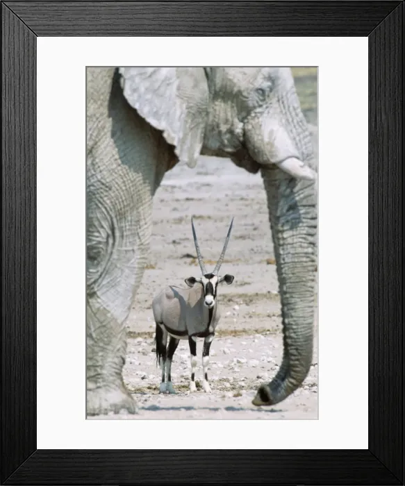 Framed Print : Picture No. 10760561 Framed Print : Picture No. 10760561
