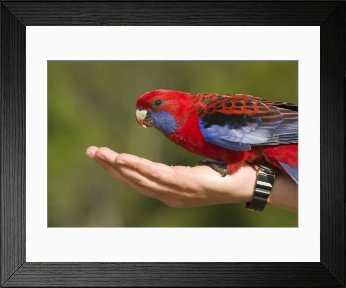Framed Print : Picture No. 10757475 Framed Print : Picture No. 10757475