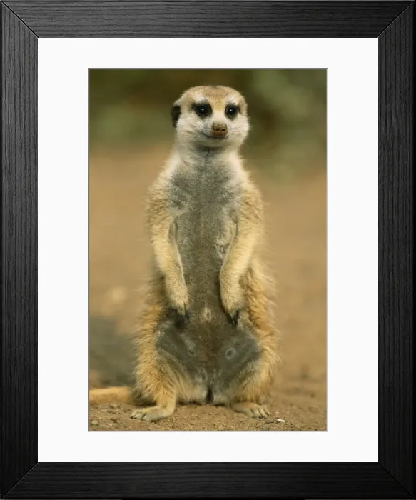 Framed Print : Picture No. 10760555 Framed Print : Picture No. 10760555