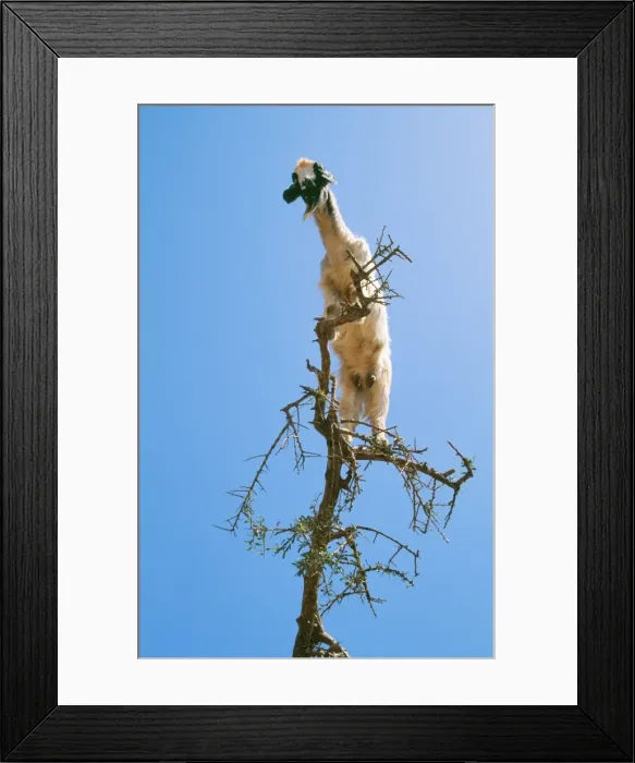 Framed Print : Picture No. 10760551 Framed Print : Picture No. 10760551