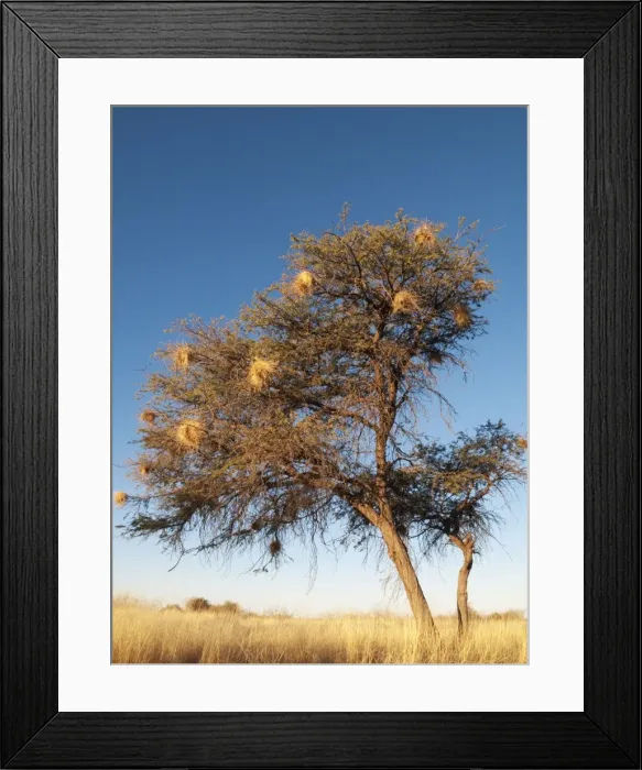 Framed Print : Picture No. 10761251 Framed Print : Picture No. 10761251