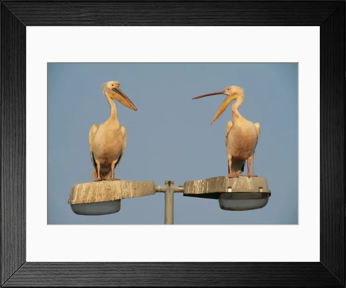 Framed Print : Picture No. 10760566 Framed Print : Picture No. 10760566