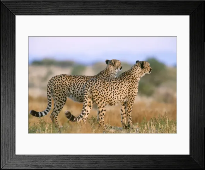Framed Print : Picture No. 10760572