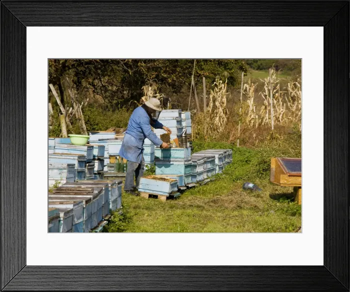 Framed Print : Picture No. 10756699
